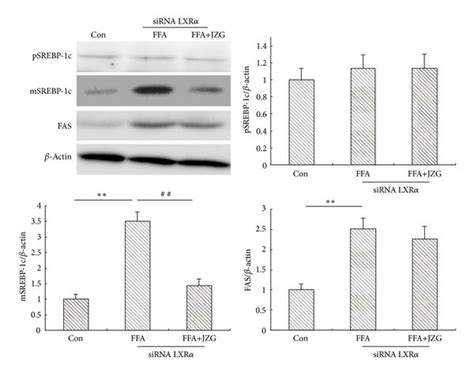 Jzg Reduced Expression Of Srebp C Related Genes And Proteins