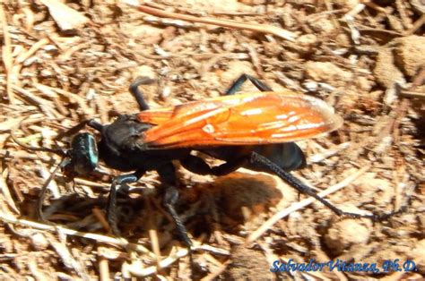 Hymenoptera Pompilidae Pepsis Tarantula Hawks A Urban Programs El Paso County