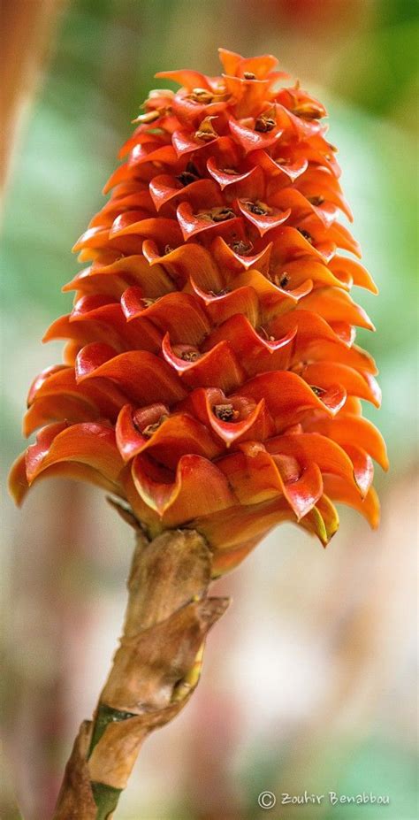 Pineapple Ginger Strange Flowers Ginger Flower Unusual Flowers