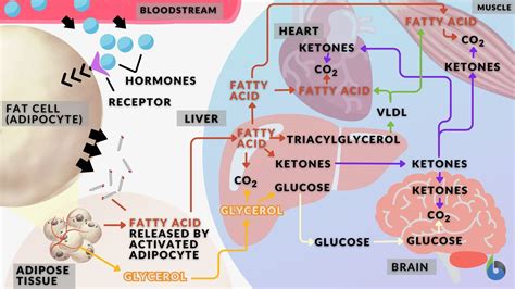 Adipose Tissue Definition And Examples Biology Online Dictionary