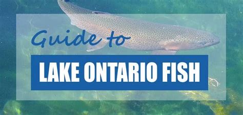 List Of Fish Species In Lake Ontario 2023 Updated Pond Informer