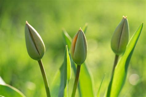 Premium Photo | Green tulips