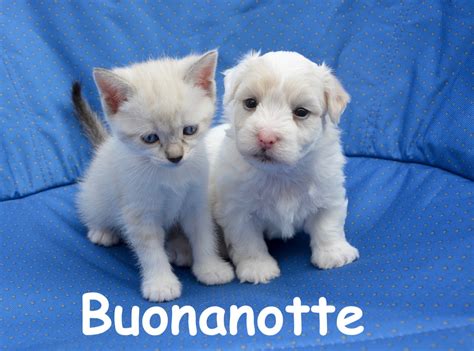 Buonanotte Con Cani E Gatti E Immagini Con Gattini E Cagnolini