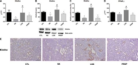 Frontiers Klotho And Ppar Gamma Activation Mediate The Renoprotective