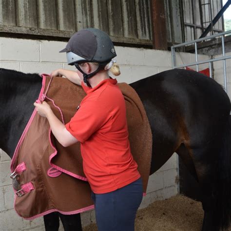 Grooming A Horse Wearing A Rug Equine Knowledge