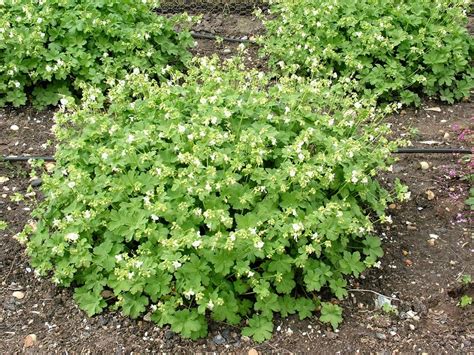 Geranium Macrorrhizum Andwhite Nessand Big Root Cranesbill Andwhite Nessand Herbaceous Perennialrhs