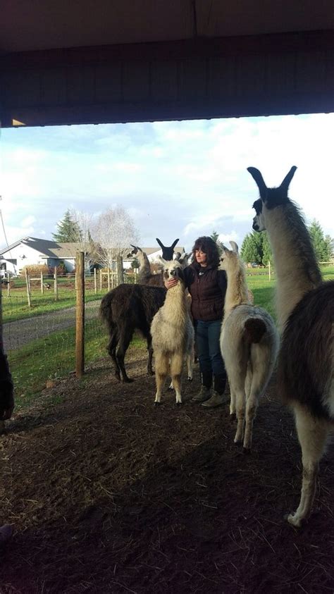 Hidden Oaks Llama Ranch Updated January 2025 30645 Se Currin Rd