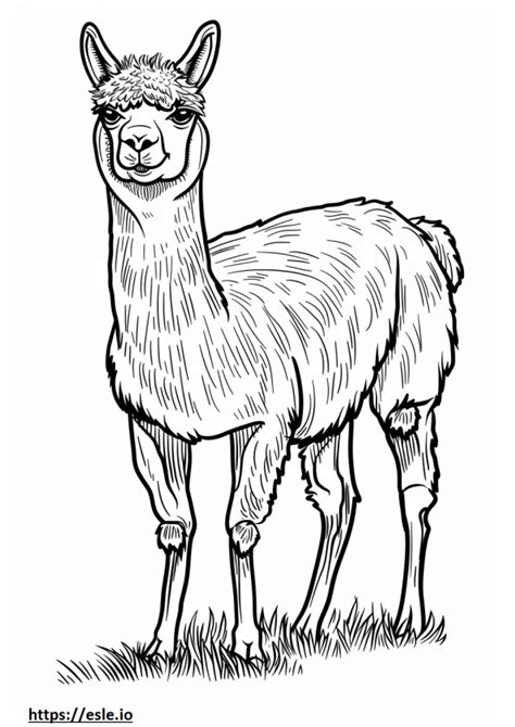 Alpaca Para Colorear Dibujos Para Colorear