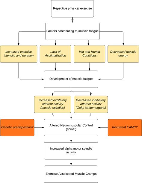 Exercise-associated muscle cramping risk factors and proposed ...