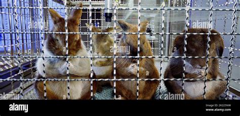 CAGED PRAYING RABBITS, THE SHAGGY DOG, 2006 Stock Photo - Alamy