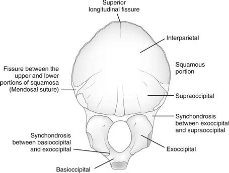 occipital bone anatomy lambdoid suture