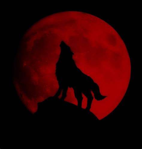 Red Wolf Wallpaper