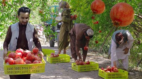 Kandahar Pomegranate Arghandab Afghanistan Youtube