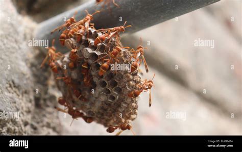 Wasps Standing There In The Wasp S Nest The Yellow Lined Paper Wasp Ropalidia Marginata With