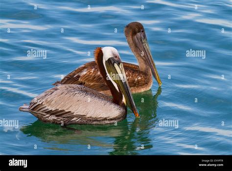 Pelicano café Pelecanus occidentalis natación de aves jóvenes y