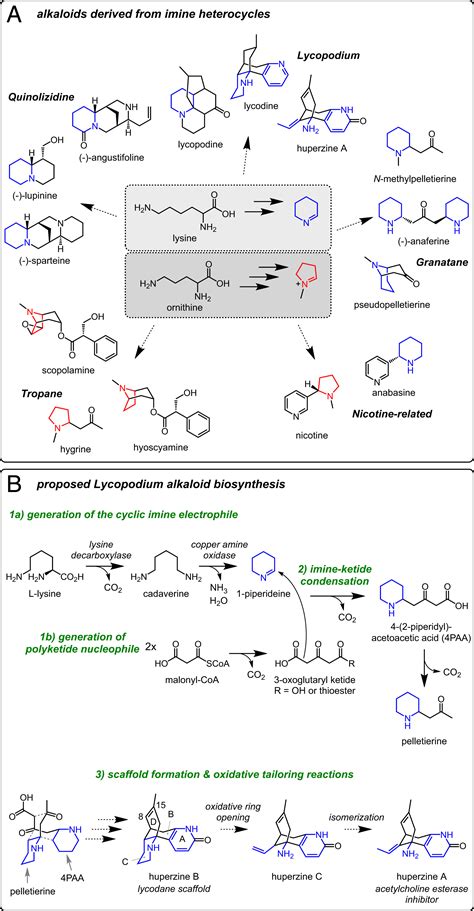 A Metabolic Regulon Reveals Early And Late Acting Enzymes In