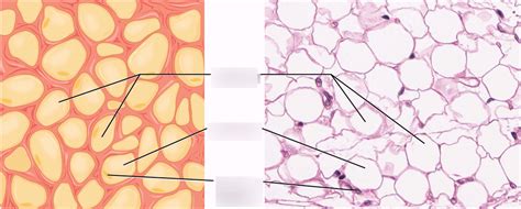 Adipose Tissue Diagram