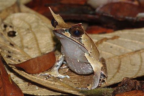 Malayan Horned Frog Megophrys Nasuta Frog Amphibians Horned Frogs