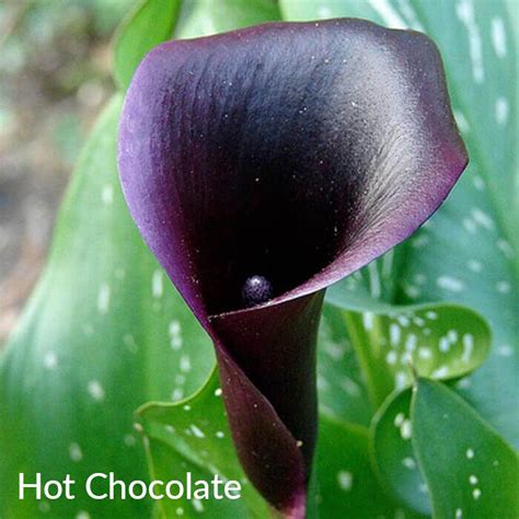 Zantedeschia Hybrid Calla Lily White House Nursery