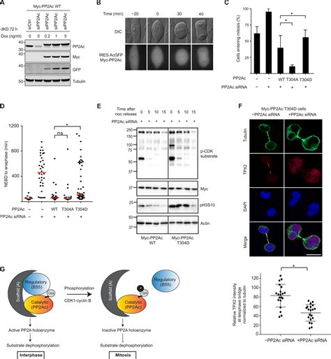 Quantitative Kinase And Phosphatase Profiling Reveal That CDK1