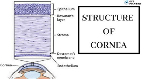 Cornea: Definition, Problems, Treatment & Cost | Eyemantra