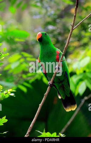 Male Eclectus Parrot Eclectus Roratus Singapore Asia Stock Photo