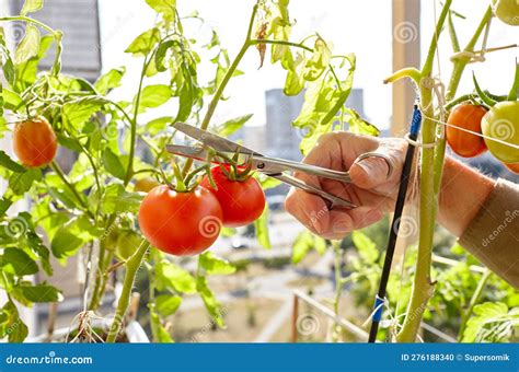 Las Cosechas De Manos Masculinas Cortan La Planta De Tomate Con Tijeras