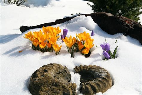 flower winter crocus  photo  pixabay pixabay