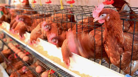 Successful Poultry Farming Project Depends On Three Factors