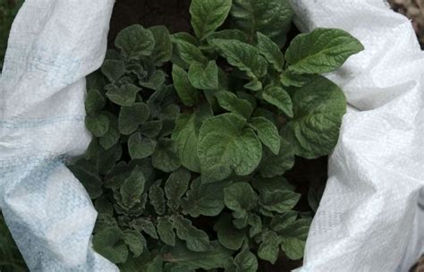 How To Grow Potatoes In A Bag