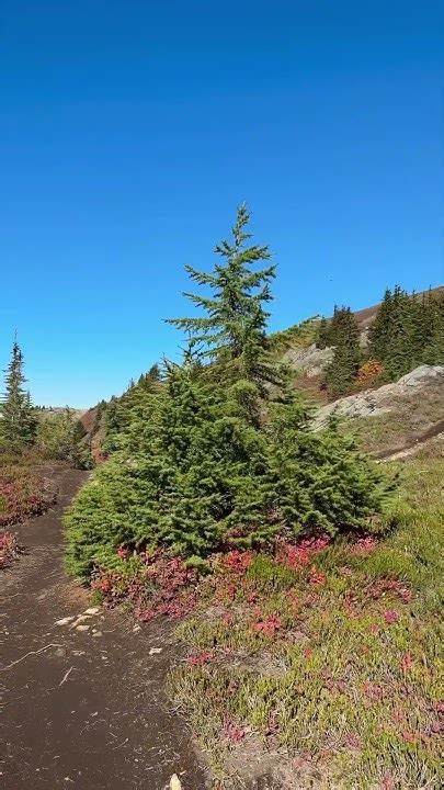 Yellow Aster Butte In Washington Youtube