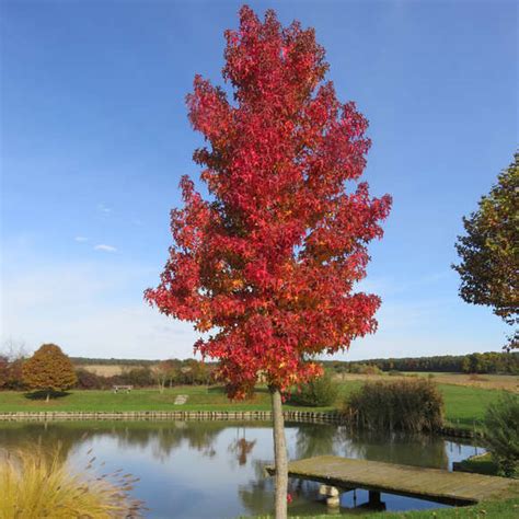 Amberbaum Liquidambar Styraciflua Gr N