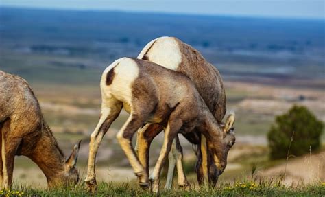 Cannundrums Rocky Mountain Bighorn Sheep South Dakota