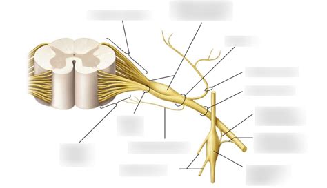 Spinal Cord And Segments Diagram Quizlet