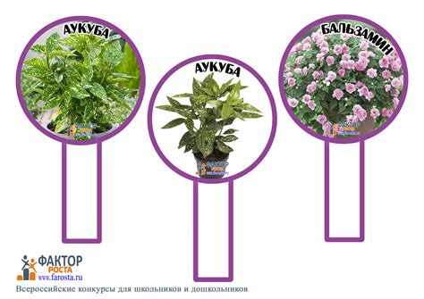 Маркировка: Комнатные цветы в детском саду и школе