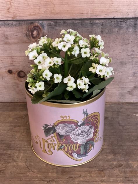 Flowering Plant In Love Pot Flowers Talk Tivoli