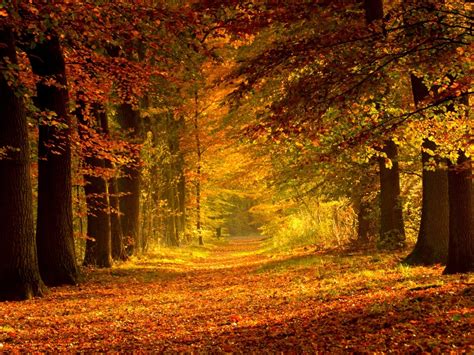 Autumn Zoom Wallpapers - Wallpaper Cave