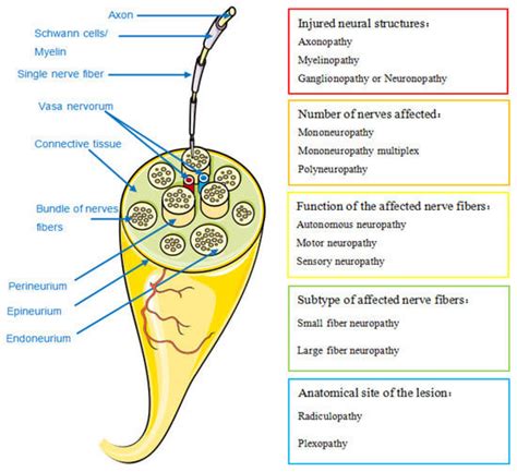 Diagnostics Free Full Text Clinical Manifestations Pathogenesis