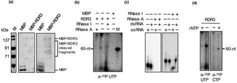 Polymerase Activity Of Osrdr On Ssrna Substrates A Coomassie