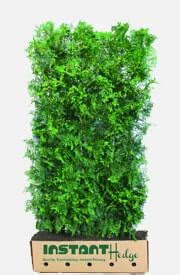 Arborvitae Hedges for Sale | Emerald Green, Green Giant Arborvitae