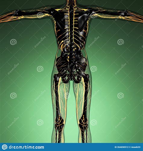 Science Anatomie Du Corps Humain En Xray Avec Des Vaisseaux Sanguins