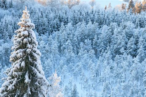 Winter Taiga Forest View with Frosty Trees Stock Photo - Image of forest, countryside: 163544256