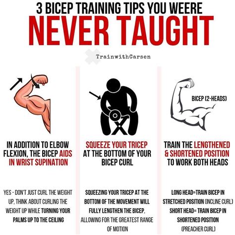 Strength Training Bible Your Guide To Getting Stronger Biceps