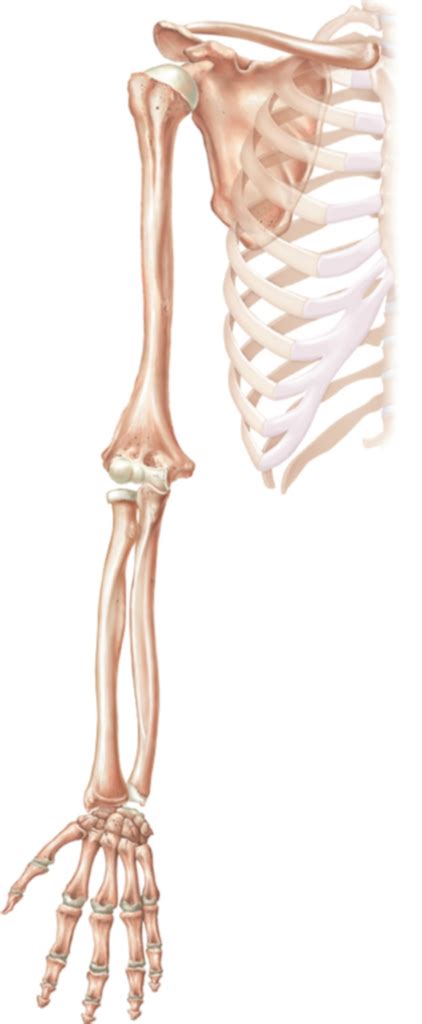 Pectoral Girdle Bones Diagram Quizlet