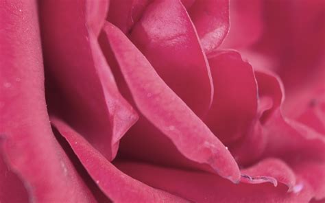 Papel De Parede Rosa P Talas Rosa Broto X Coolwallpapers