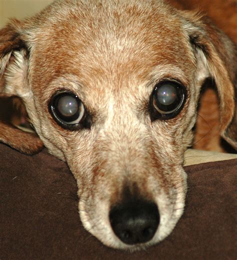 What Does It Mean If A Dogs Eye Is Cloudy