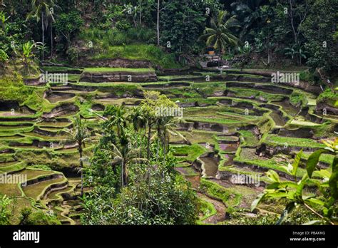 Terraced Rice Fields in Bali, Indonesia Stock Photo - Alamy