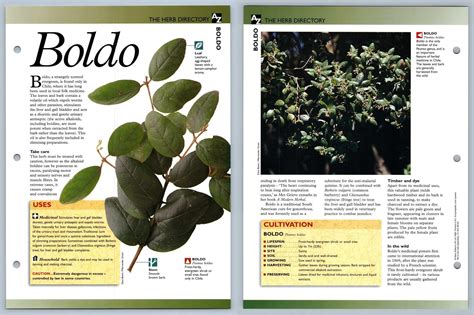 Boldo Directory Secret World Of Herbs Fact File Card