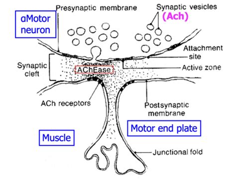 Neuromuscular Junction ANS PNS Flashcards Quizlet