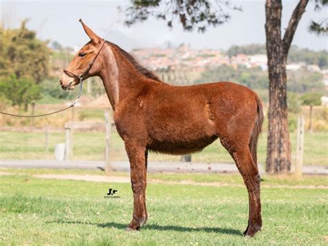 Lote Calif Rnia Do Haras Da Chave Leil O Top Da Ra A Muares E